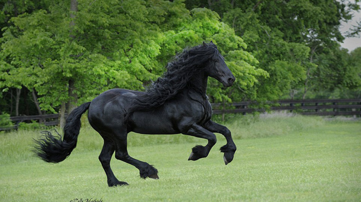 Μέγας Φρειδερίκος: Αυτό είναι το πιο όμορφο άλογο του πλανήτη 